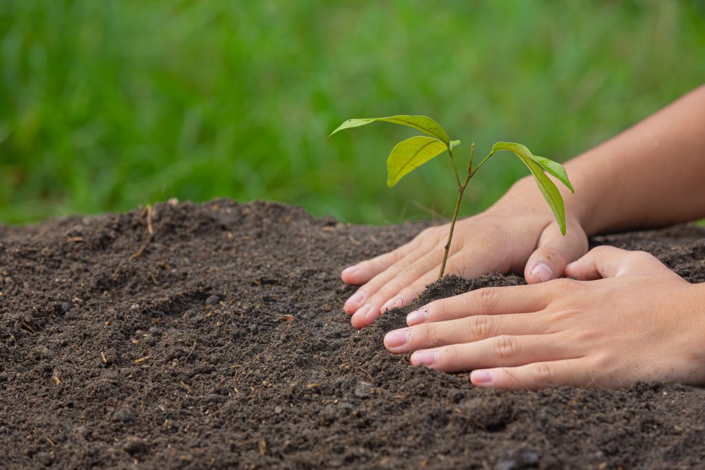 Tree Plantation Paragraph for Class 7